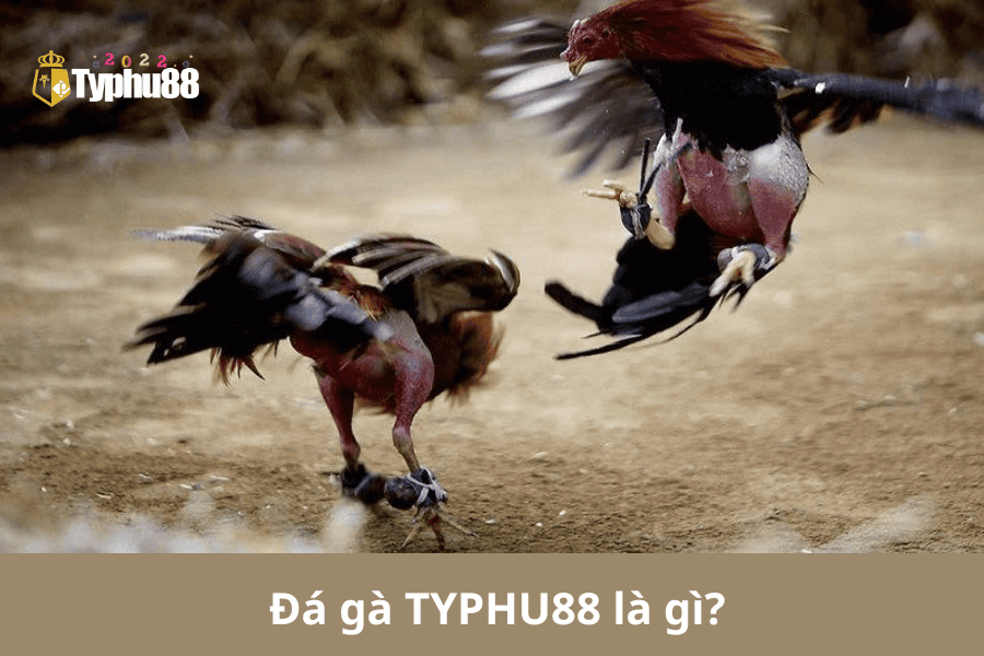 Đá gà TYPHU88 là gì?